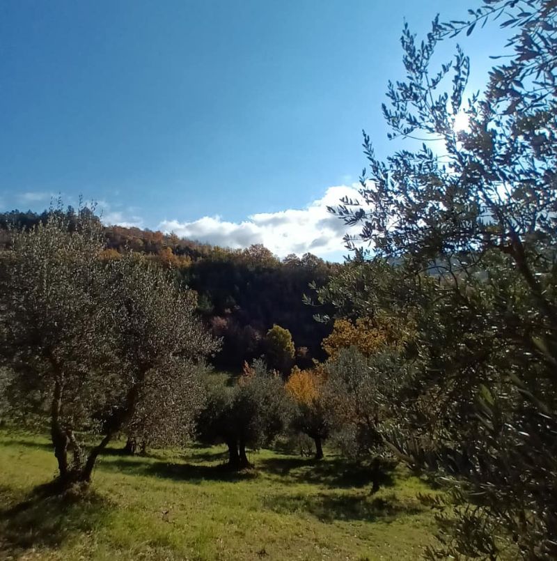 camminare tra olivi secolari